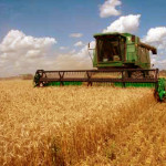 Combine harvests wheat on a field in sunny summer day