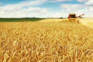 Wheat harvest